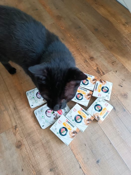 handicapcats